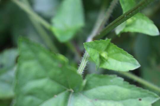 Image of Salvia costaricensis Oerst.