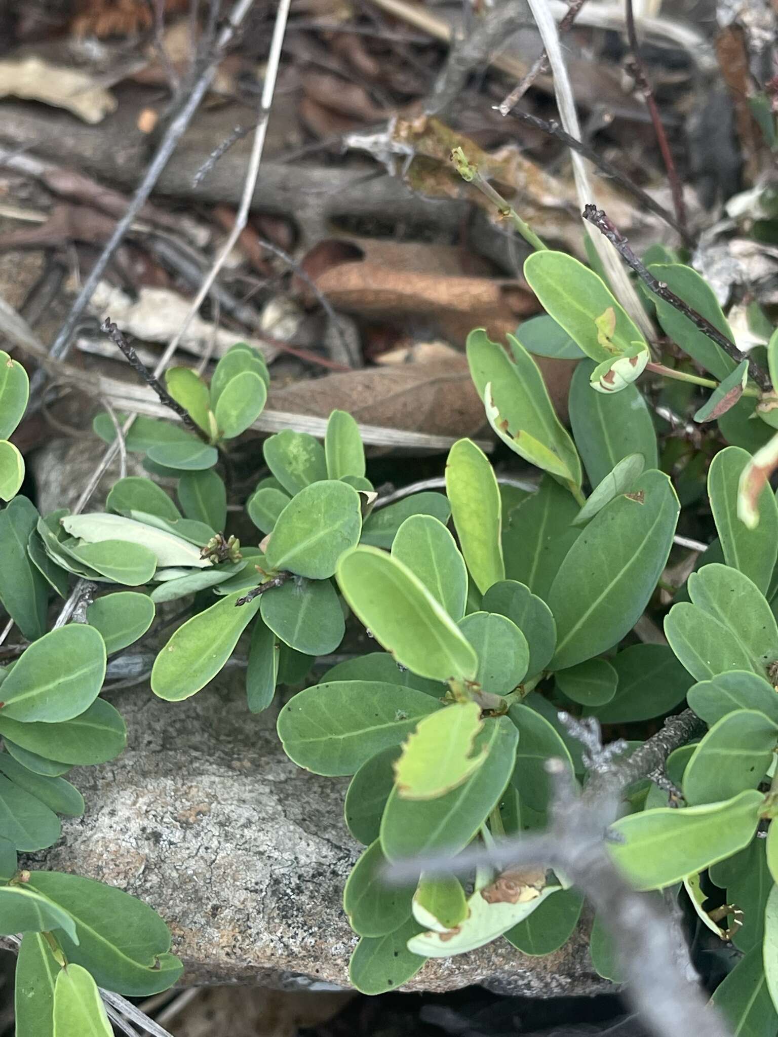 Image of Erythroxylum delagoense Schinz.