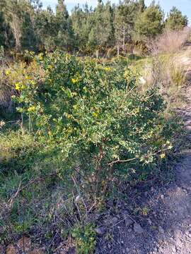 Image de Coronilla valentina L.