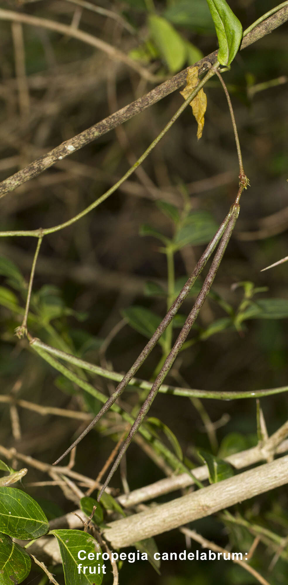 Image de Ceropegia candelabrum L.