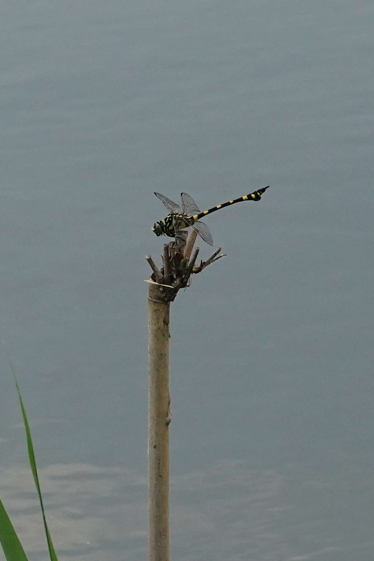 Image of Ictinogomphus pertinax (Hagen ex Selys 1854)