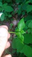 Image of largeflower valerian