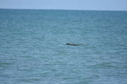 Image of Australian Snubfin Dolphin