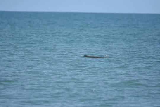 Image of Australian Snubfin Dolphin