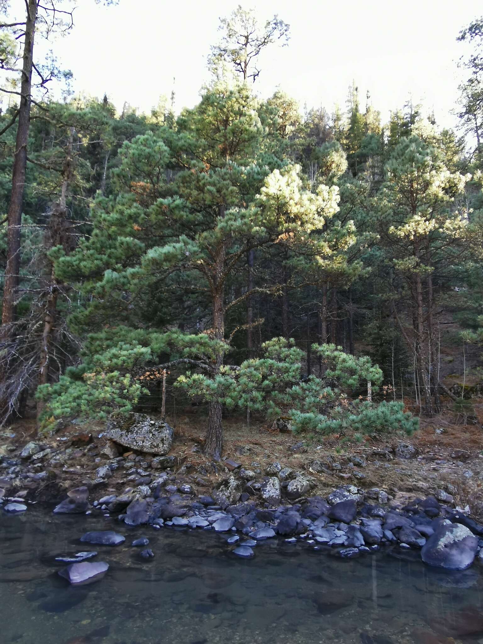 Imagem de Pinus arizonica var. cooperi (C. E. Blanco) Farjon