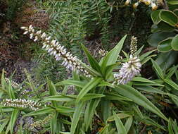 Image of Veronica stricta var. egmontiana (L. B. Moore) Garn.-Jones