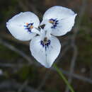 Image of Moraea barnardii L. Bolus