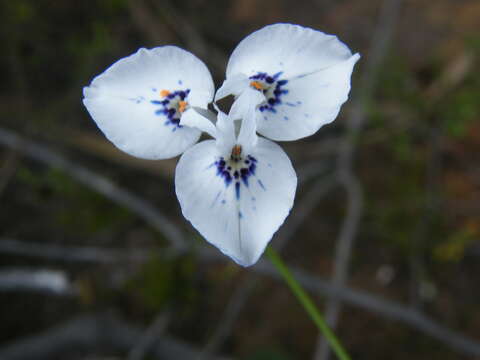 Moraea barnardii L. Bolus resmi