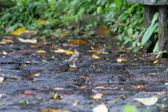 Image of Pechora Pipit