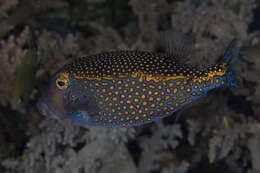 Image of Spotted boxfish