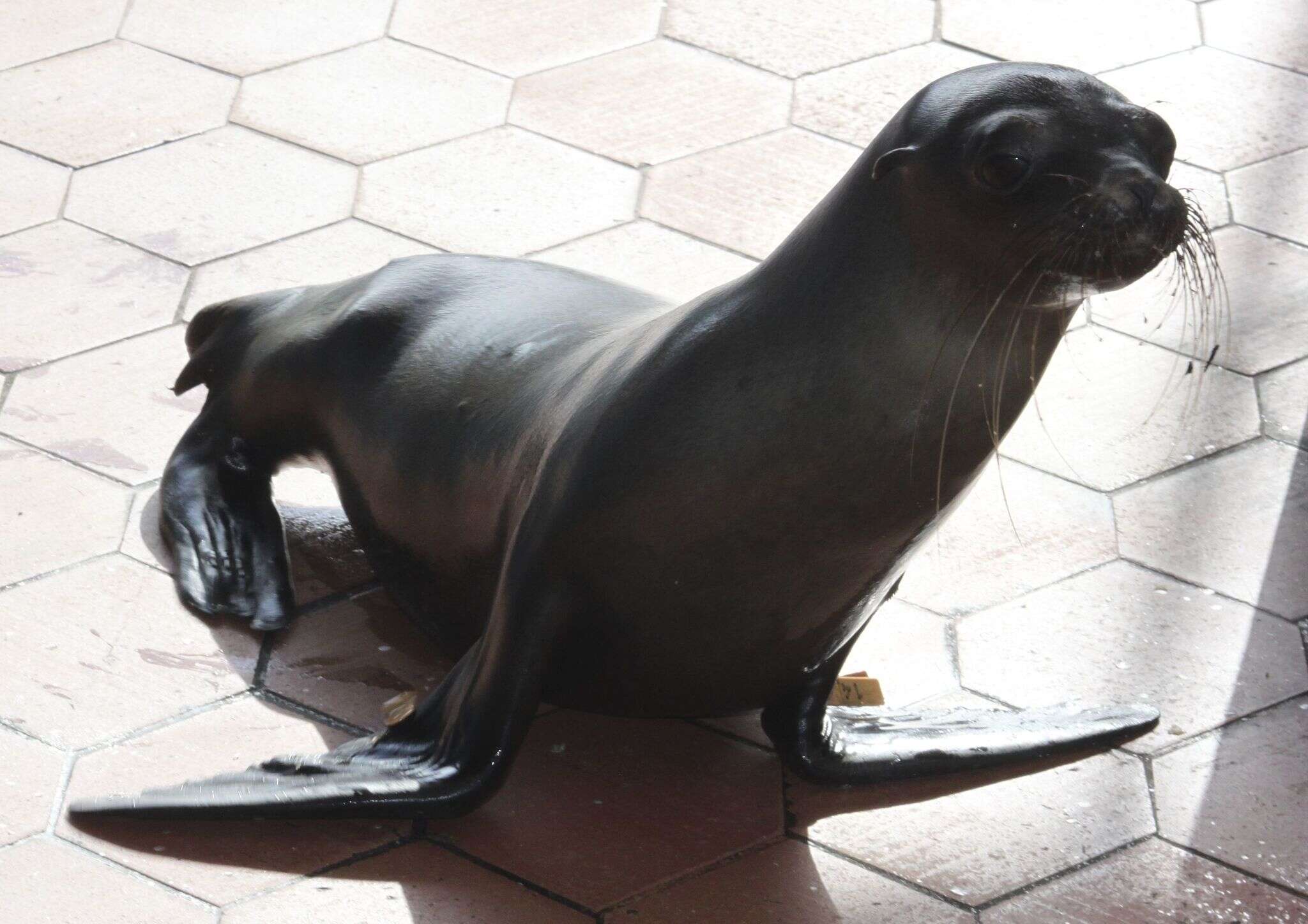 Image of Sea Lion