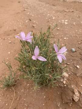 Image of rushpink skeletonplant