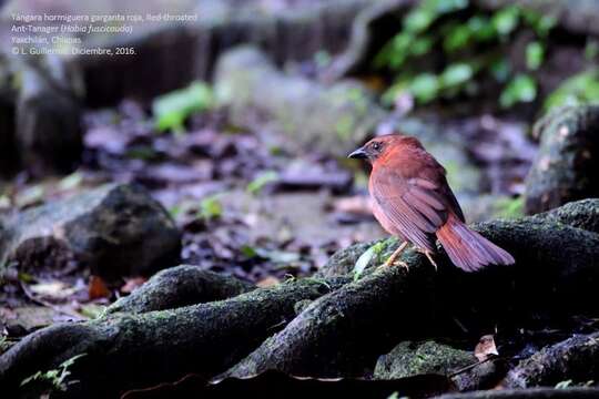 Image of Red-throated Ant Tanager