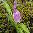 صورة Roscoea capitata Sm.