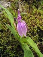 صورة Roscoea capitata Sm.