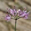 Image of Allium gunibicum Miscz. ex Grossh.