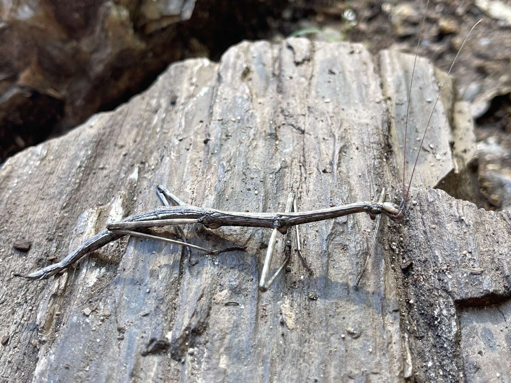 Image of Arizona Walkingstick