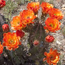 Image of Echinocereus gurneyi