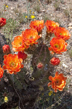 Image of Echinocereus gurneyi