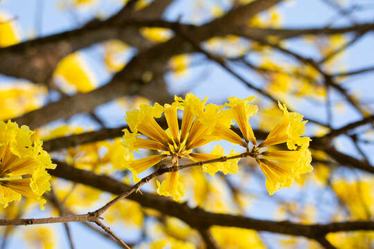 Image of Handroanthus ochraceus subsp. ochraceus