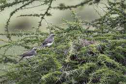 صورة Lamprotornis fischeri (Reichenow 1884)