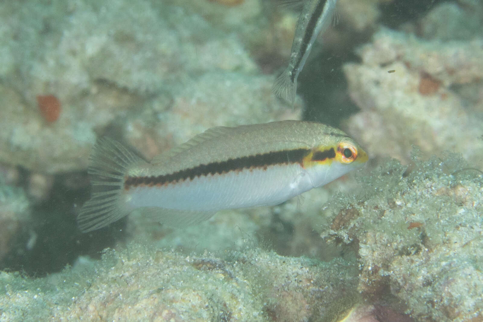 Image of Brownbanded wrasse