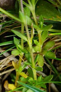 Image of Fringed sandwort