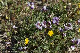 Image of Gray Slender Milkvetch