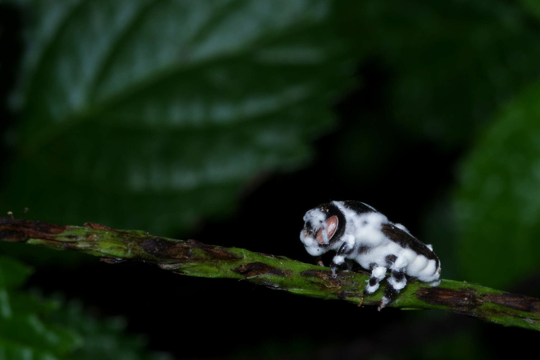 Image of Wood-nesting bee