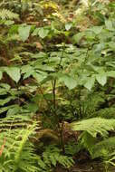 Image of California spikenard