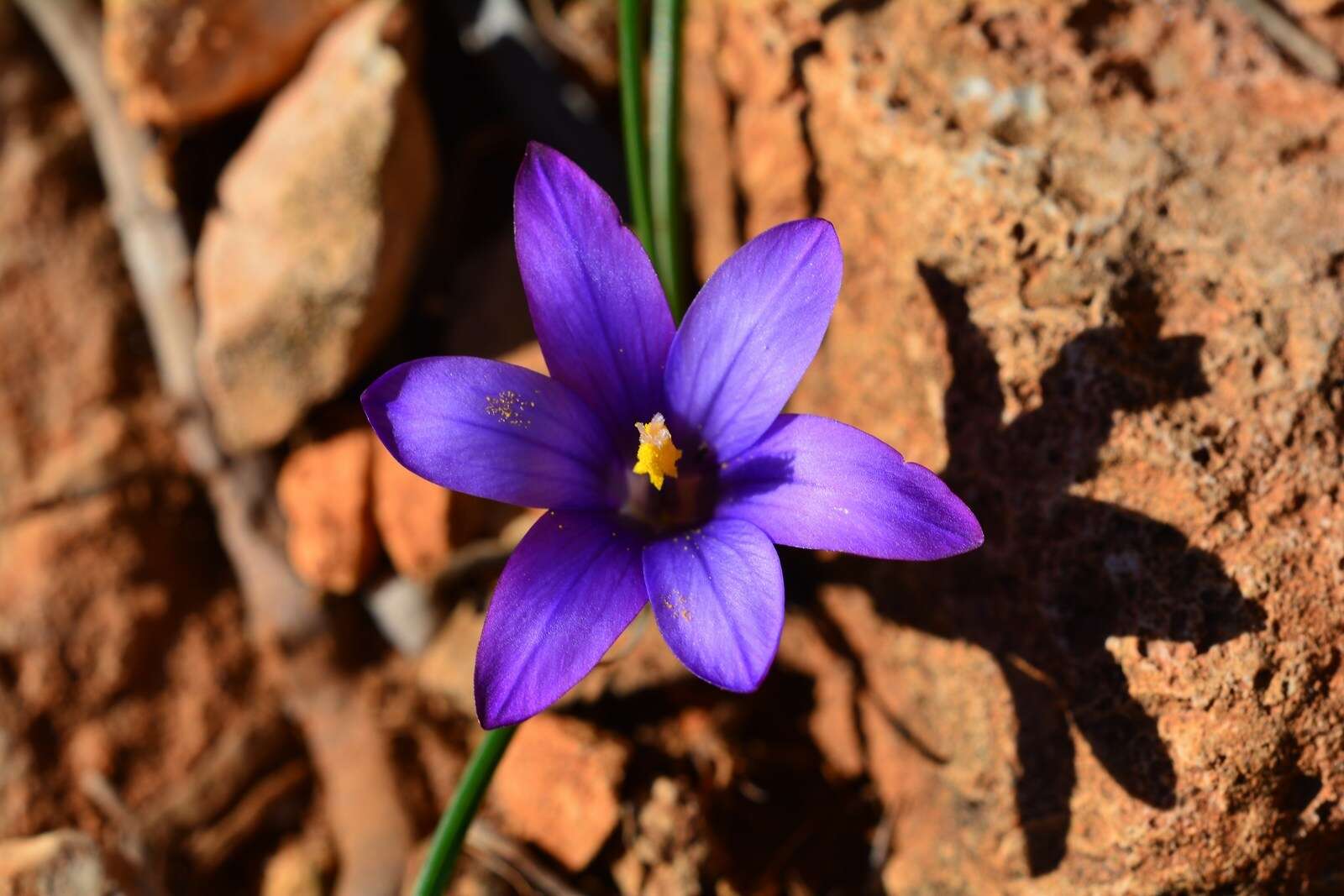 Sivun Romulea linaresii Parl. kuva