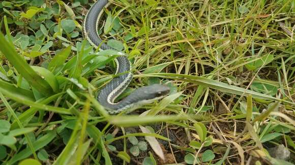 Image of Lateral Water Snake