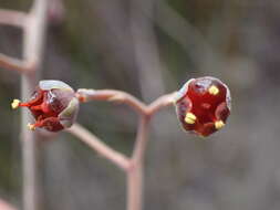 Image of Haemodorum tenuifolium A. Cunn. ex Benth.