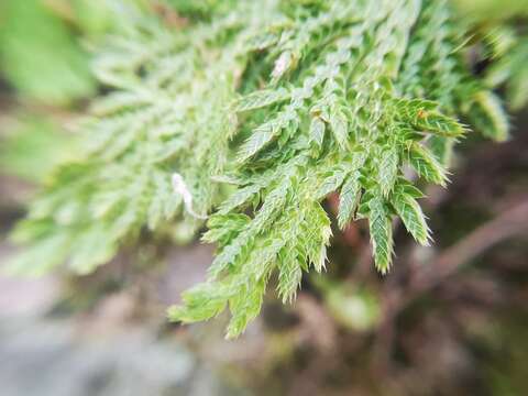 Image of Selaginella pallescens (C. Presl) Spring