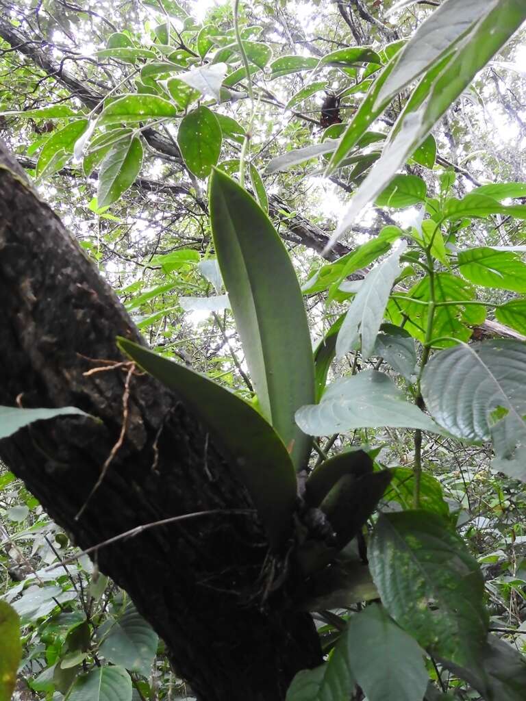 Image of Trichocentrum andreanum (Cogn.) R. Jiménez & Carnevali