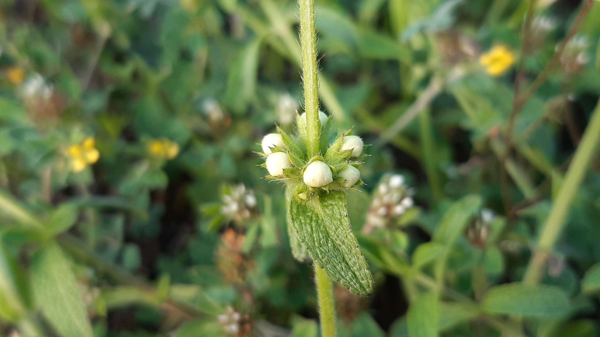 Image of Stachys recta subsp. recta