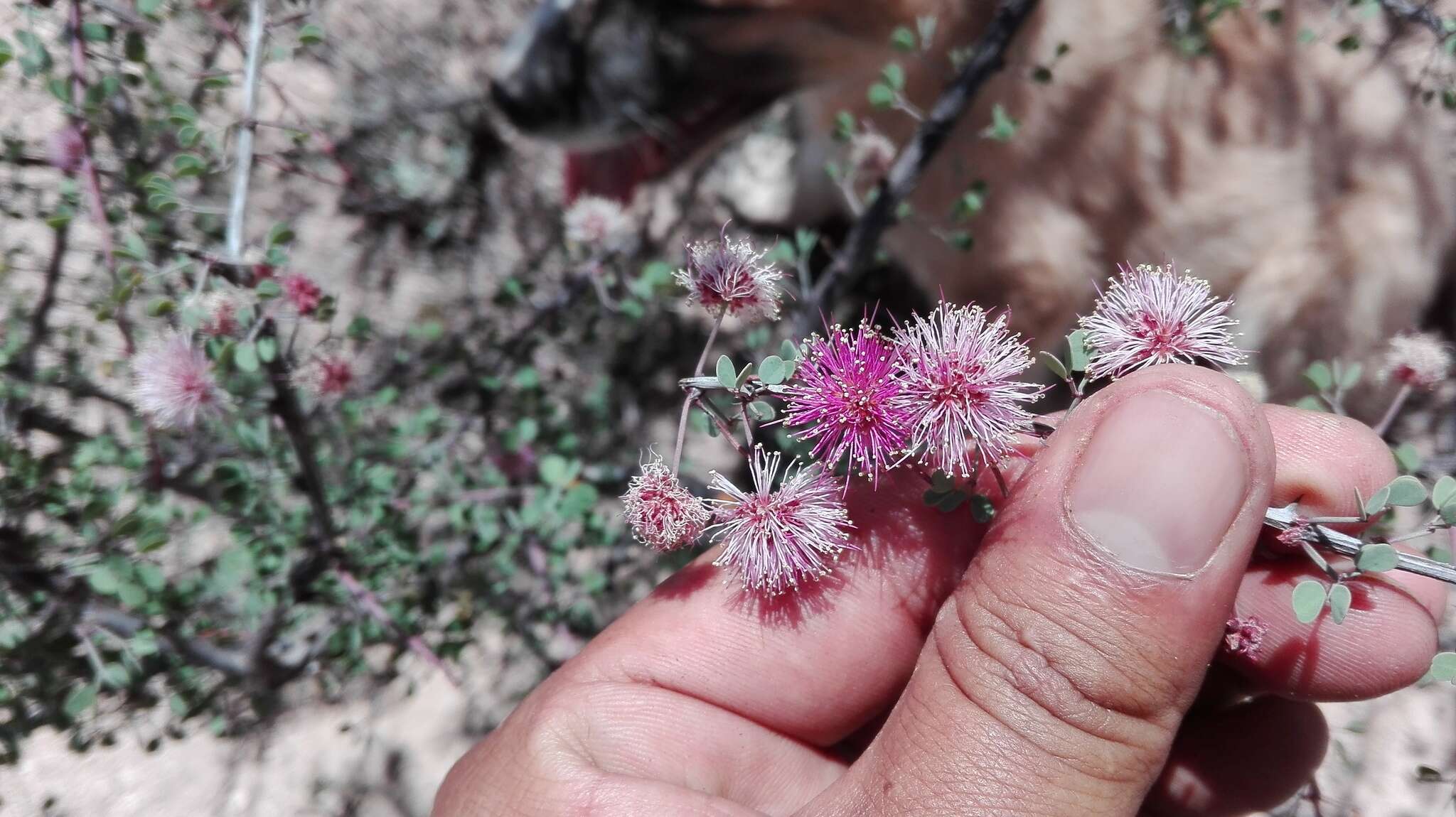 Image de Mimosa zygophylla A. Gray