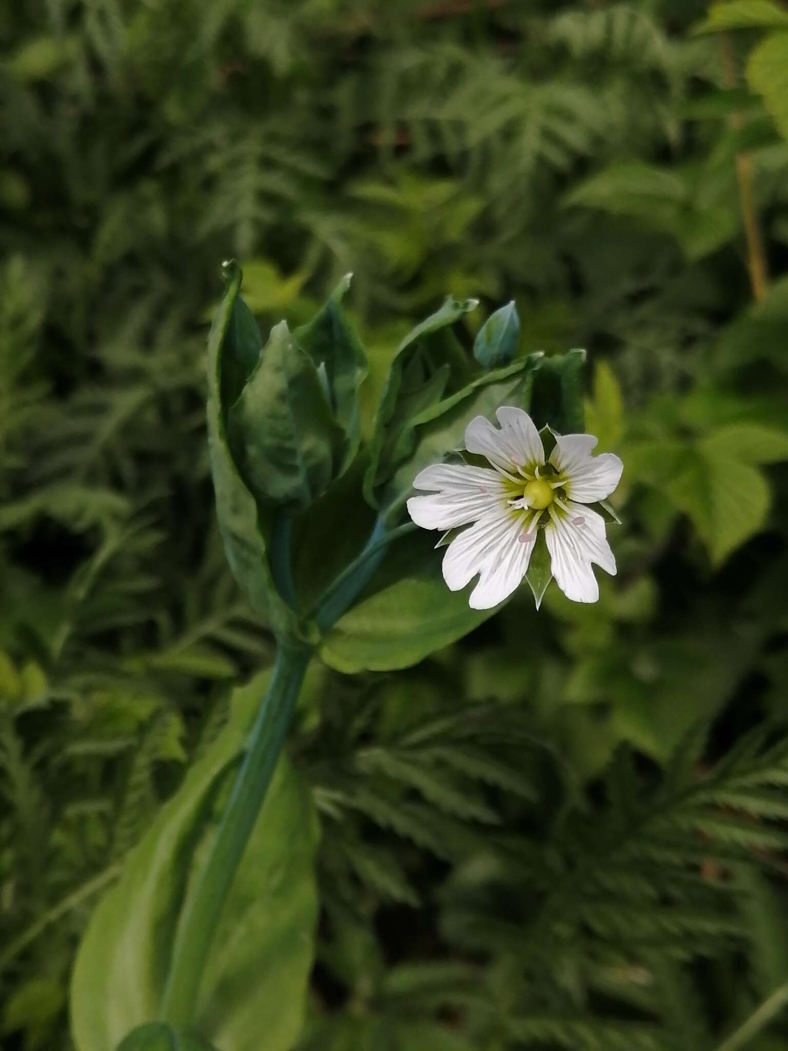 Image of Cerastium davuricum Fischer