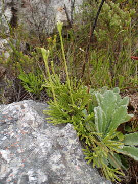 Image of Diphasiastrum zanclophyllum (J. H. Wilce) Holub