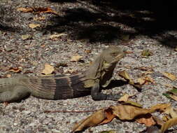 Image de Ctenosaura melanosterna Buckley & Axtell 1997