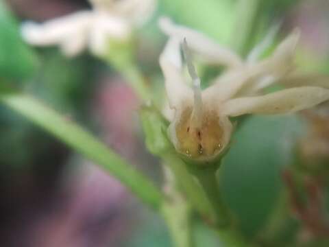 Image of Marsdenia pringlei S. Wats.