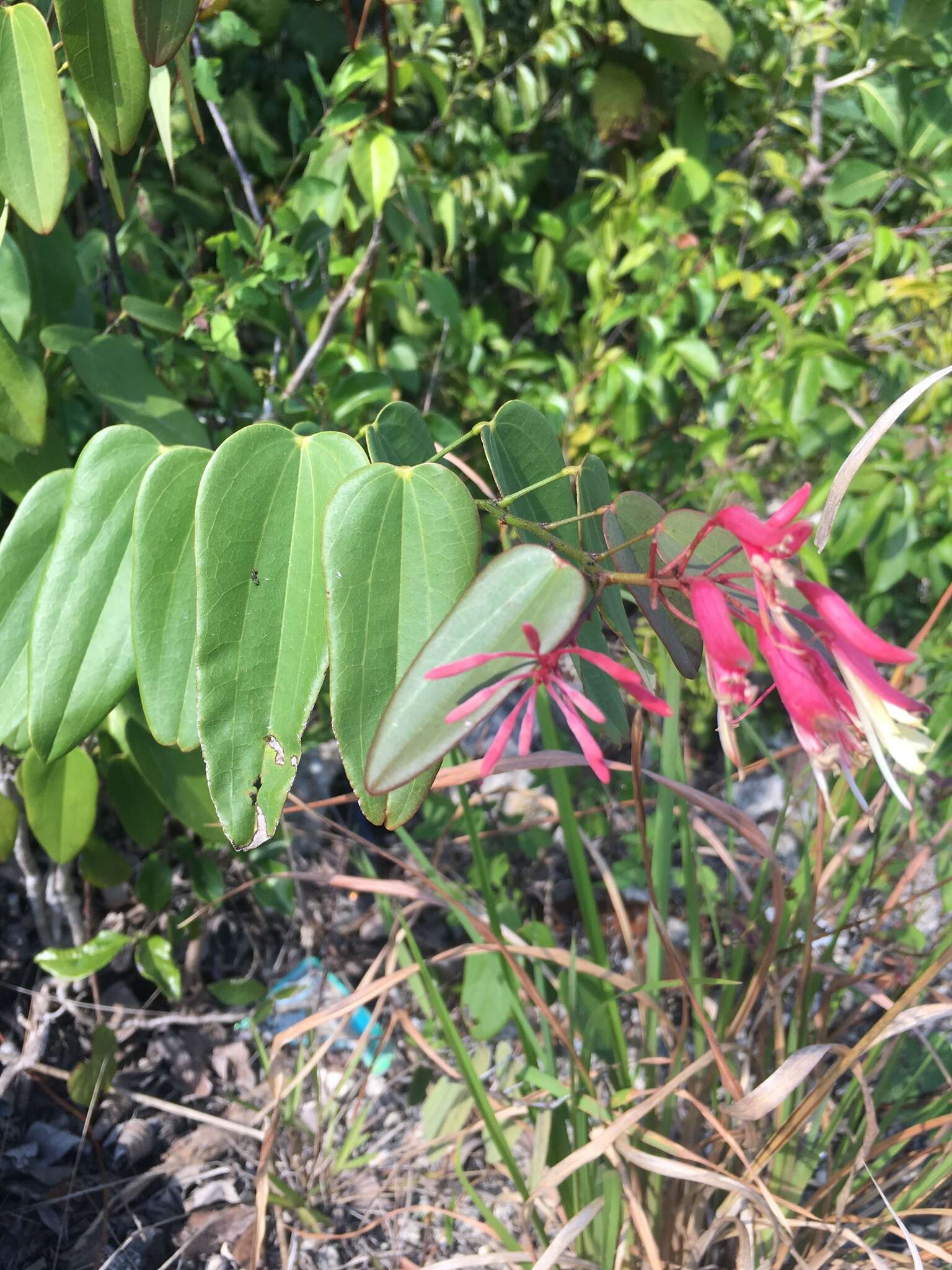 Image of Bauhinia jenningsii P. Wilson