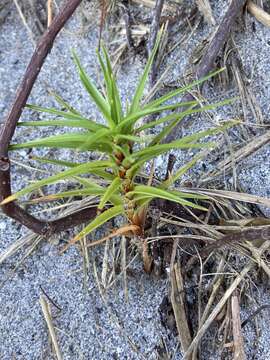 Слика од Cyperus pedunculatus (R. Br.) J. Kern