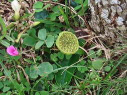 Image of Dorstenia brasiliensis Lam.