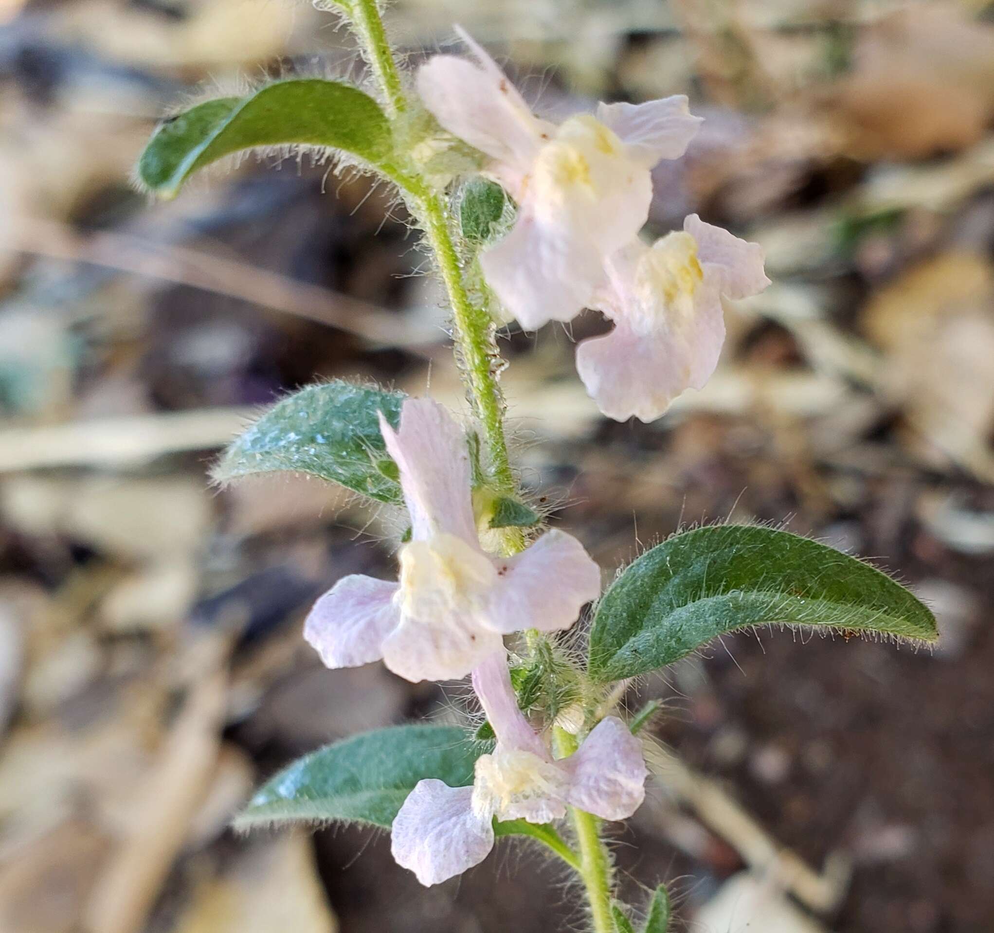 Image of Antirrhinum vexillocalyculatum subsp. intermedium D. M. Thompson