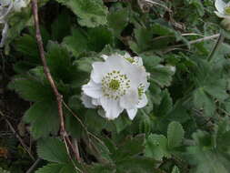 Imagem de Anemonastrum polyanthes (D. Don) Holub