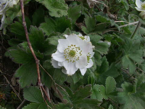 Image of Anemonastrum polyanthes (D. Don) Holub