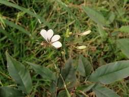 Image of toothed spiderflower