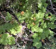 Image of Crater Lake currant