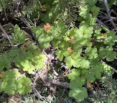 Слика од Ribes erythrocarpum Coville & Leiberg